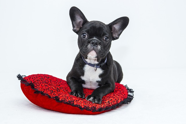 De kracht van voeding: Een diepe duik in de wereld van voedingsupplementen voor honden